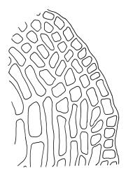Dicranella vaginata, laminal cells at shoulder. Drawn from A.J. Fife 6024b, CHR 405664.
 Image: R.C. Wagstaff © Landcare Research 2018 